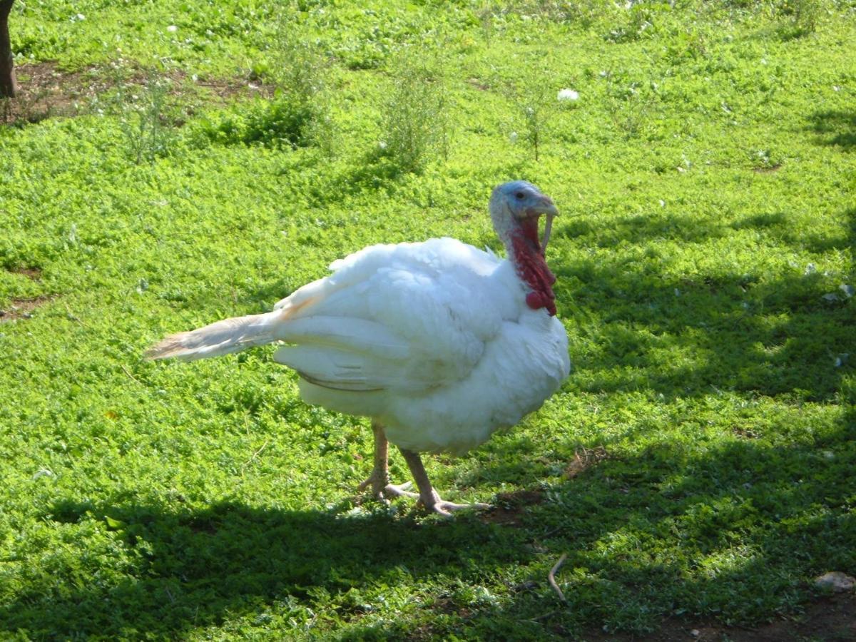 Azienda Agricola Sinisi Cerveteri Dış mekan fotoğraf