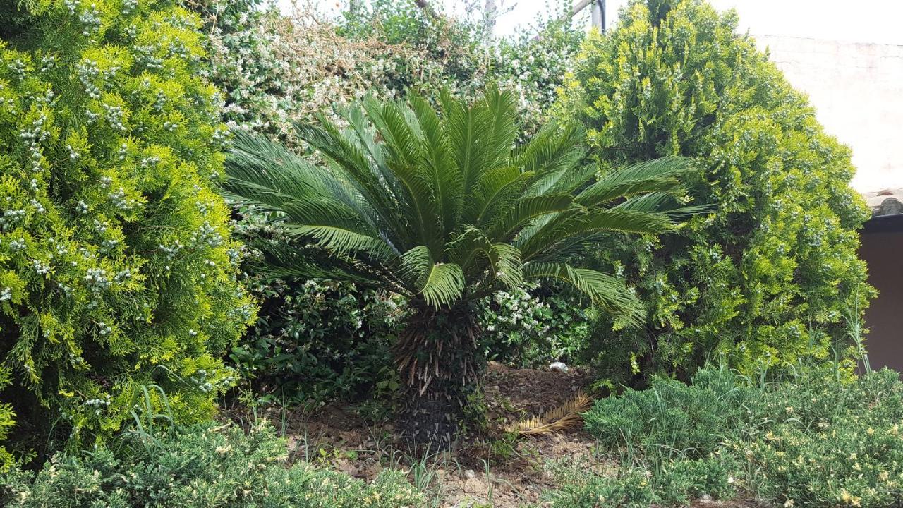 Azienda Agricola Sinisi Cerveteri Dış mekan fotoğraf