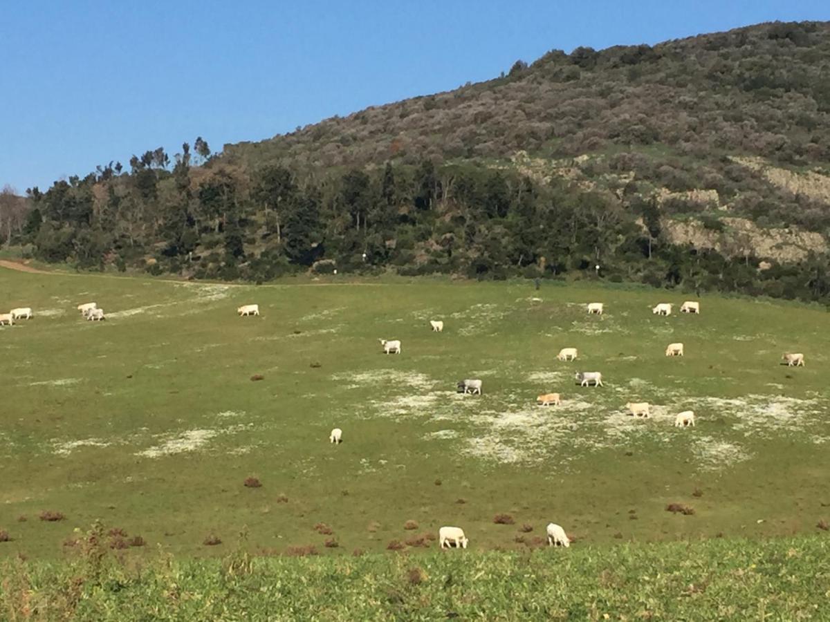 Azienda Agricola Sinisi Cerveteri Dış mekan fotoğraf