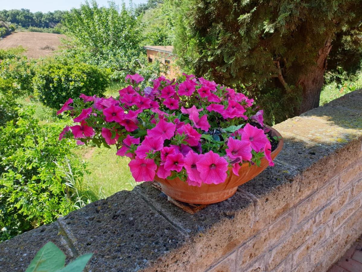 Azienda Agricola Sinisi Cerveteri Dış mekan fotoğraf