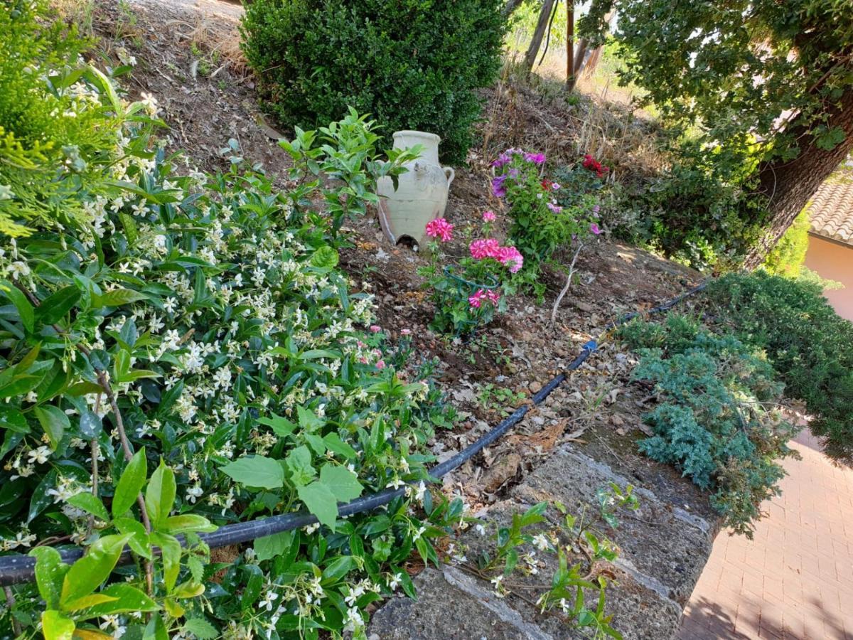 Azienda Agricola Sinisi Cerveteri Dış mekan fotoğraf