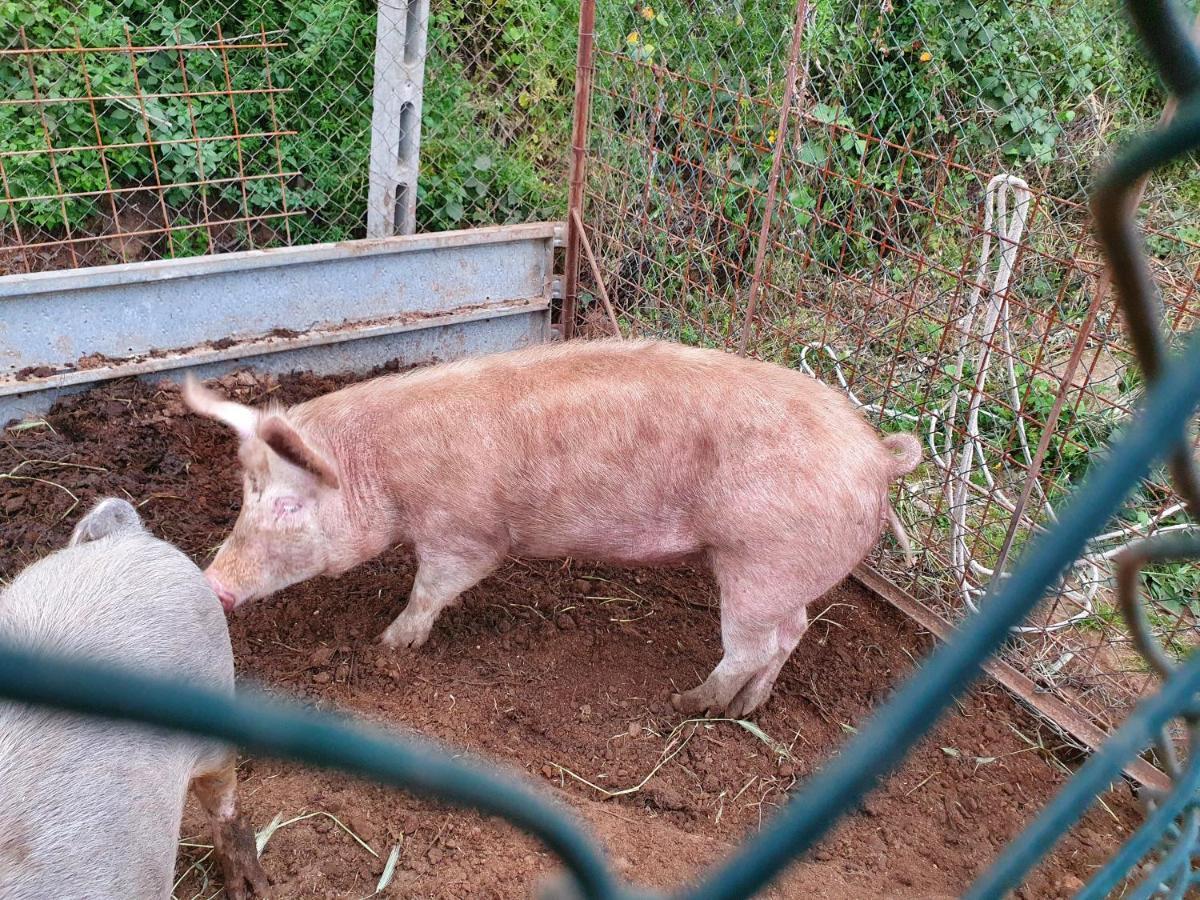 Azienda Agricola Sinisi Cerveteri Dış mekan fotoğraf